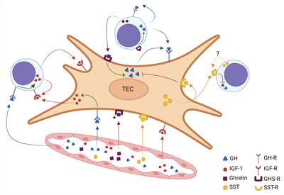 Intrathymic somatotropic circuitry: consequences upon thymus involution